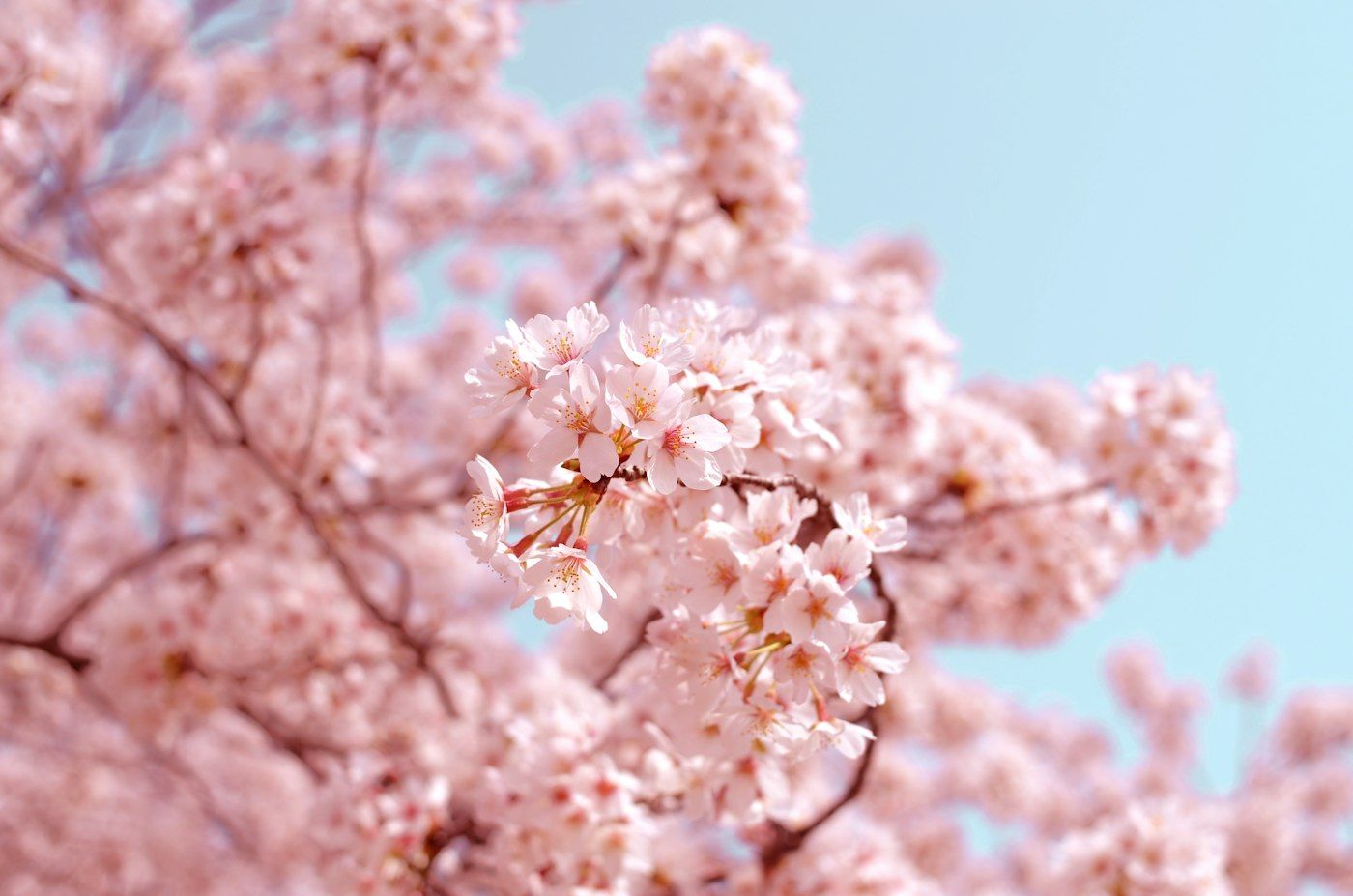 日本樱花